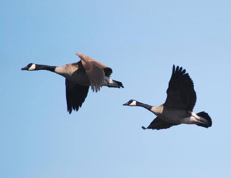 Canadian Geese - Bandon, Oregon